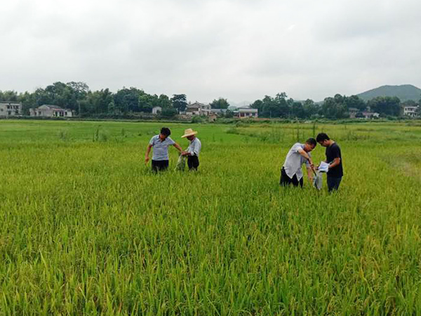 重金屬汙染耕地草莓视频下载黄污