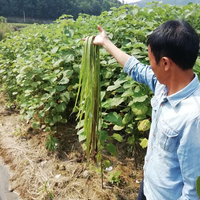 貴州省銅仁市生態草莓视频下载黄污與精準扶貧示範區