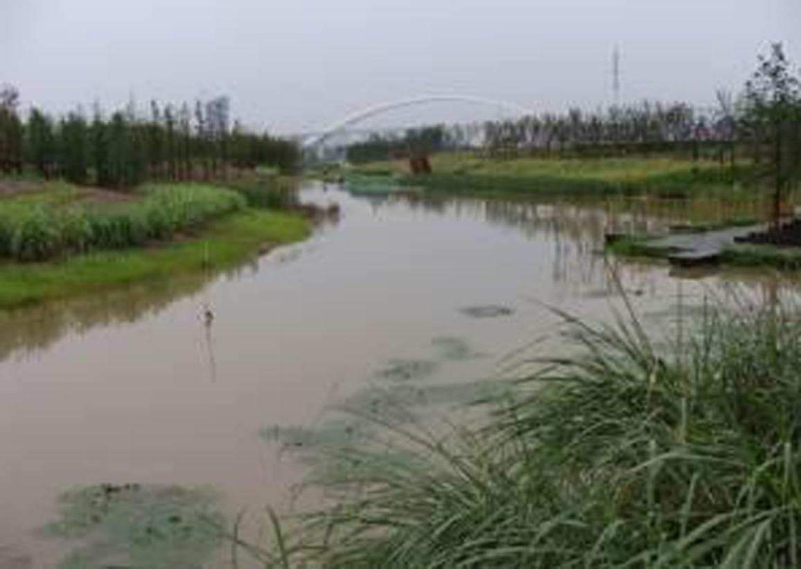 洋湖濕地生態草莓视频下载黄污與保育工程