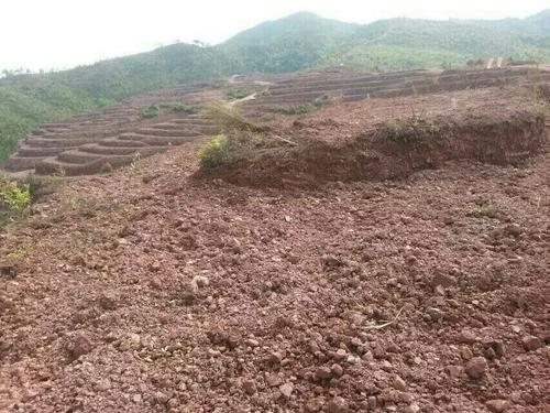 益陽市泥江口石子塘礦山生態草莓视频下载黄污——國家油茶林示範基地
